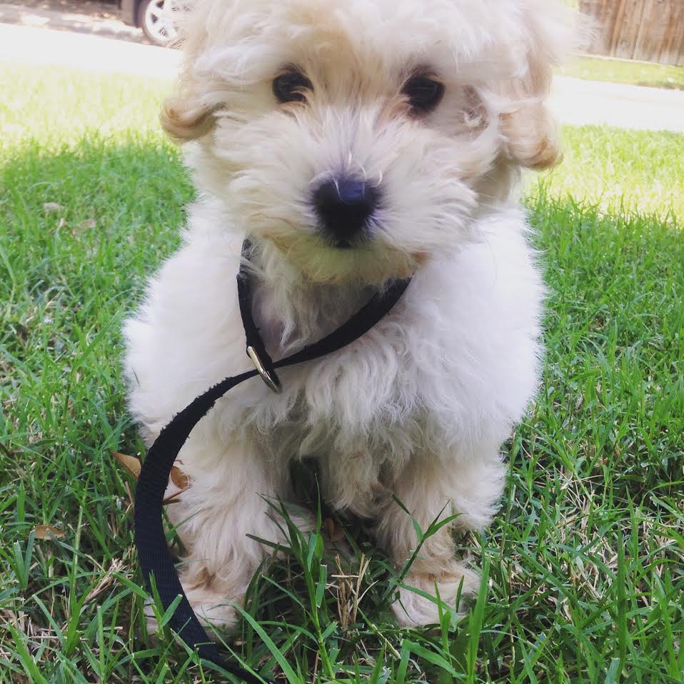 teddy schnoodle